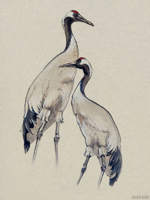 Crane birds in ink on toned paper