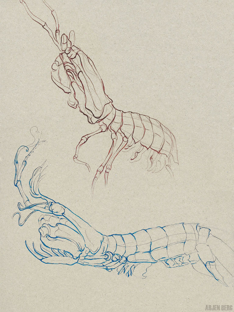 Mantis shrimps drawing in blue and red ink