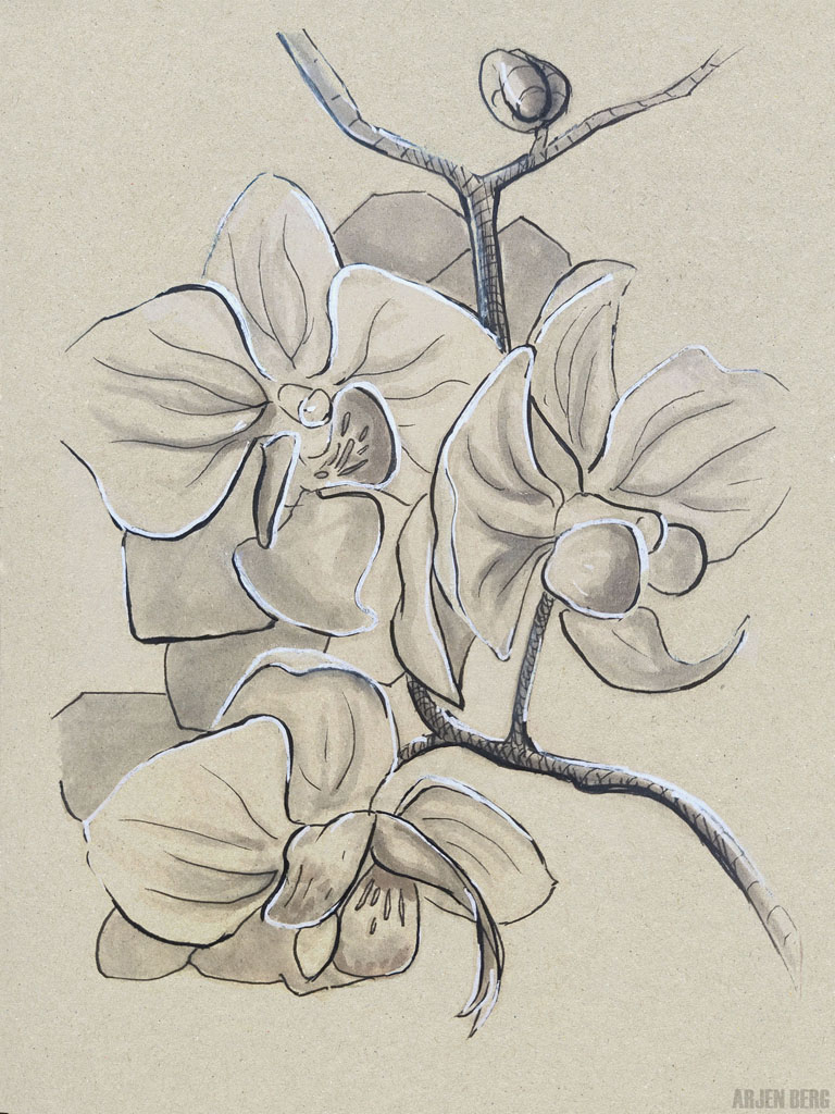 Orchids flowers drawing in ink on toned paper