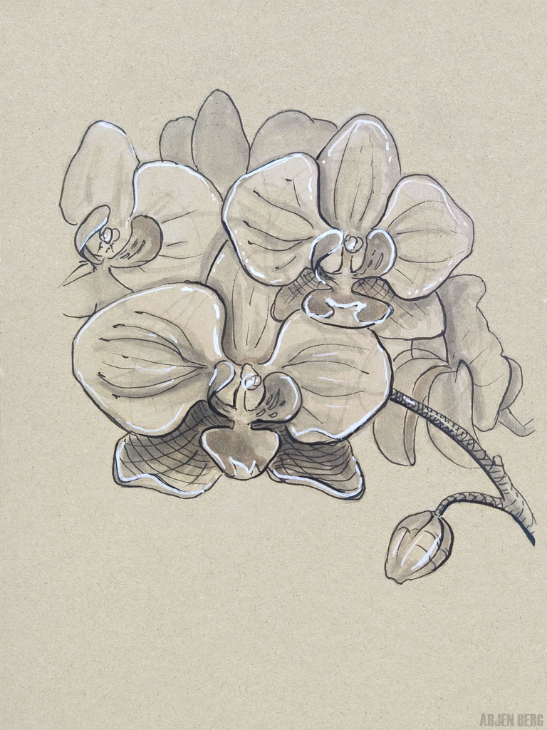 Orchids flowers drawing in ink on toned paper