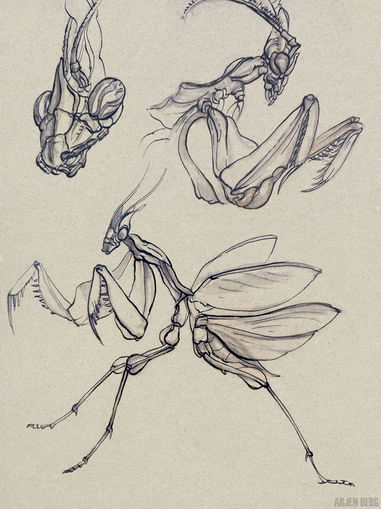 Devil's Flower Mantis | Giant Devil's Flower Mantis | Idolomantis diabolica