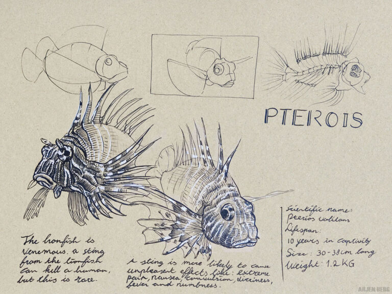 Pterois drawing study in ink