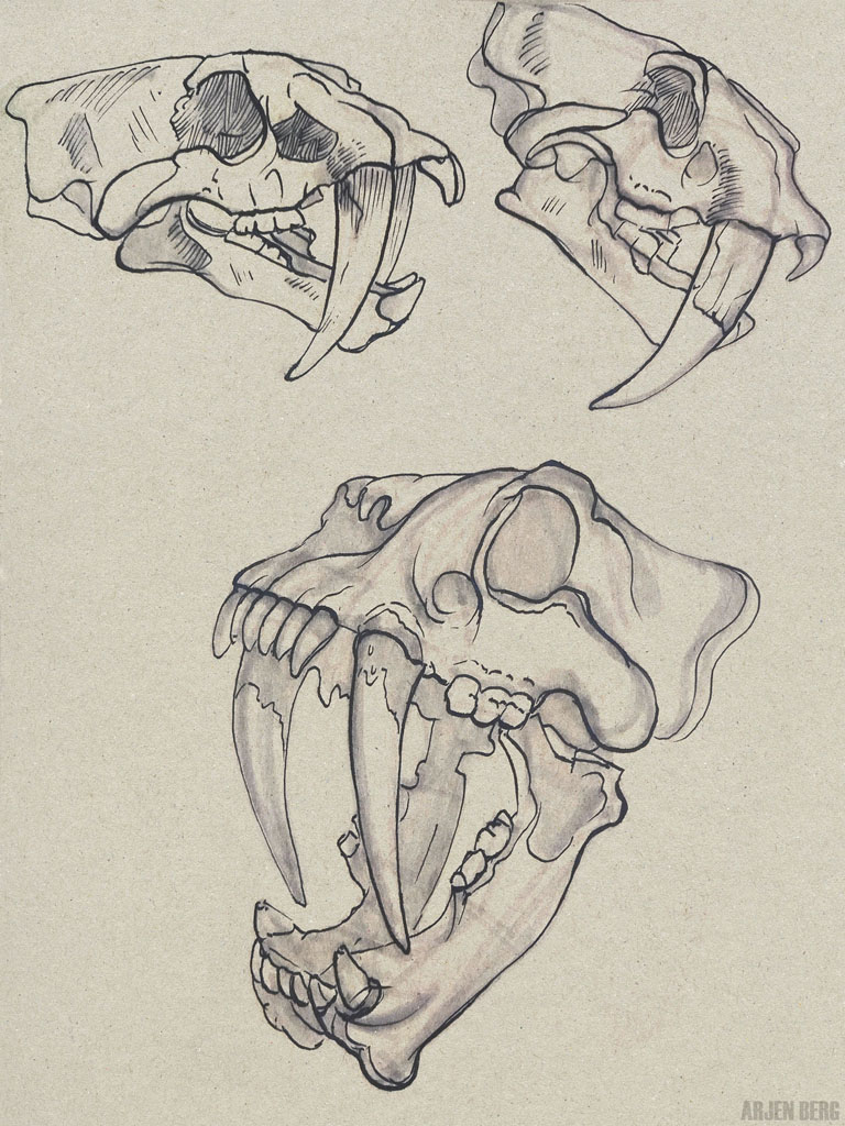 Sable tooth tiger skulls study in ink