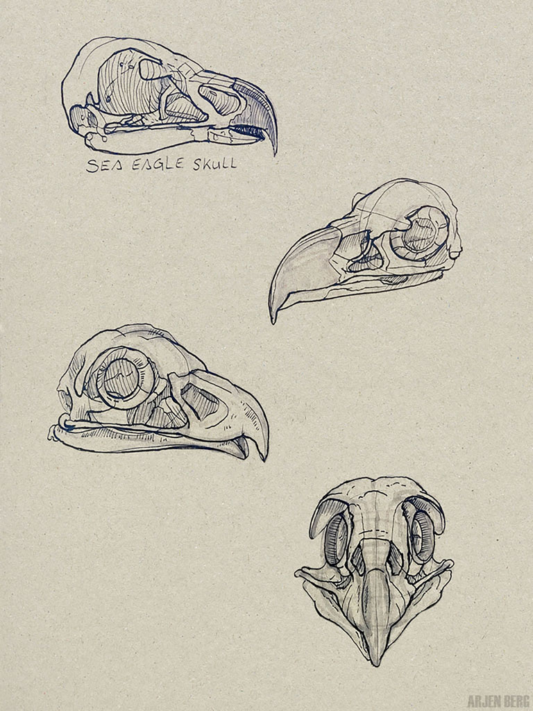 Sea eagle skulls in ink on toned paper