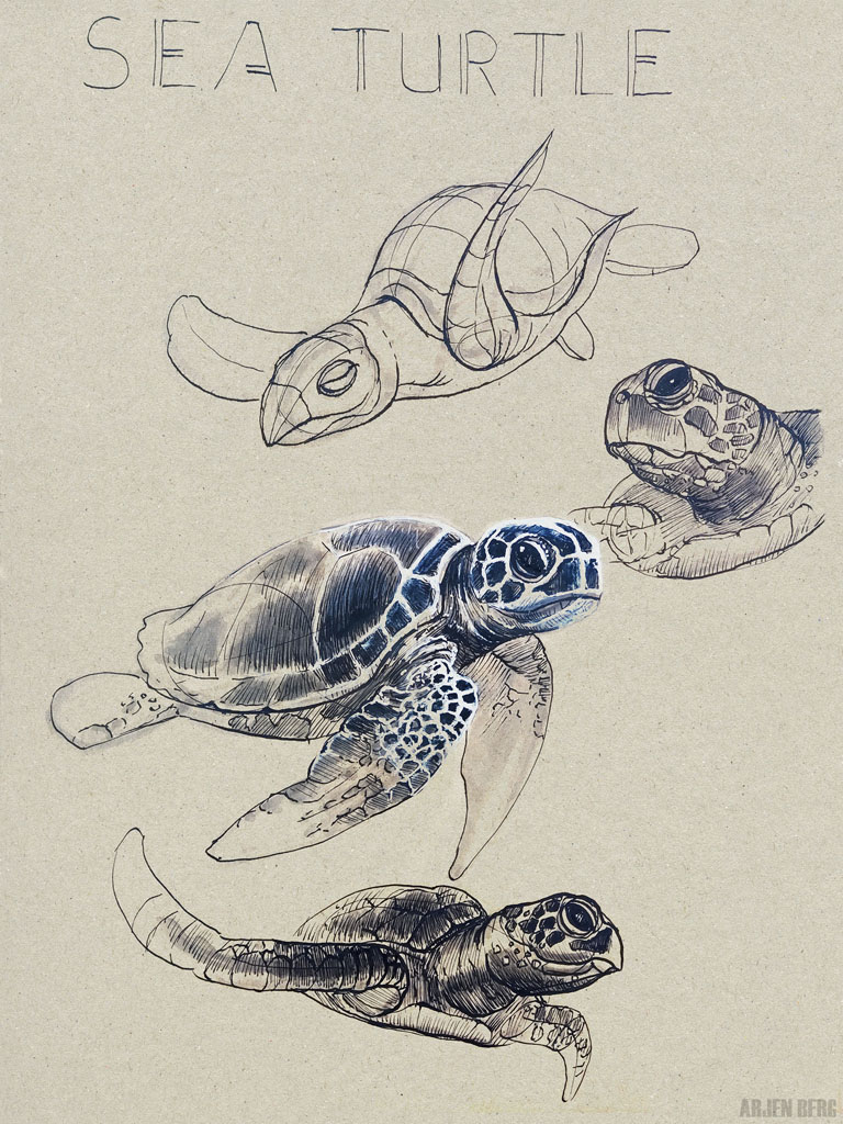 Sea turtles drawing in ink and markers on toned paper