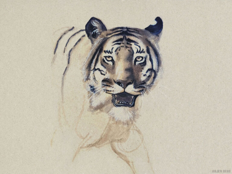 Siberian tiger drawing in ink and markers on toned paper