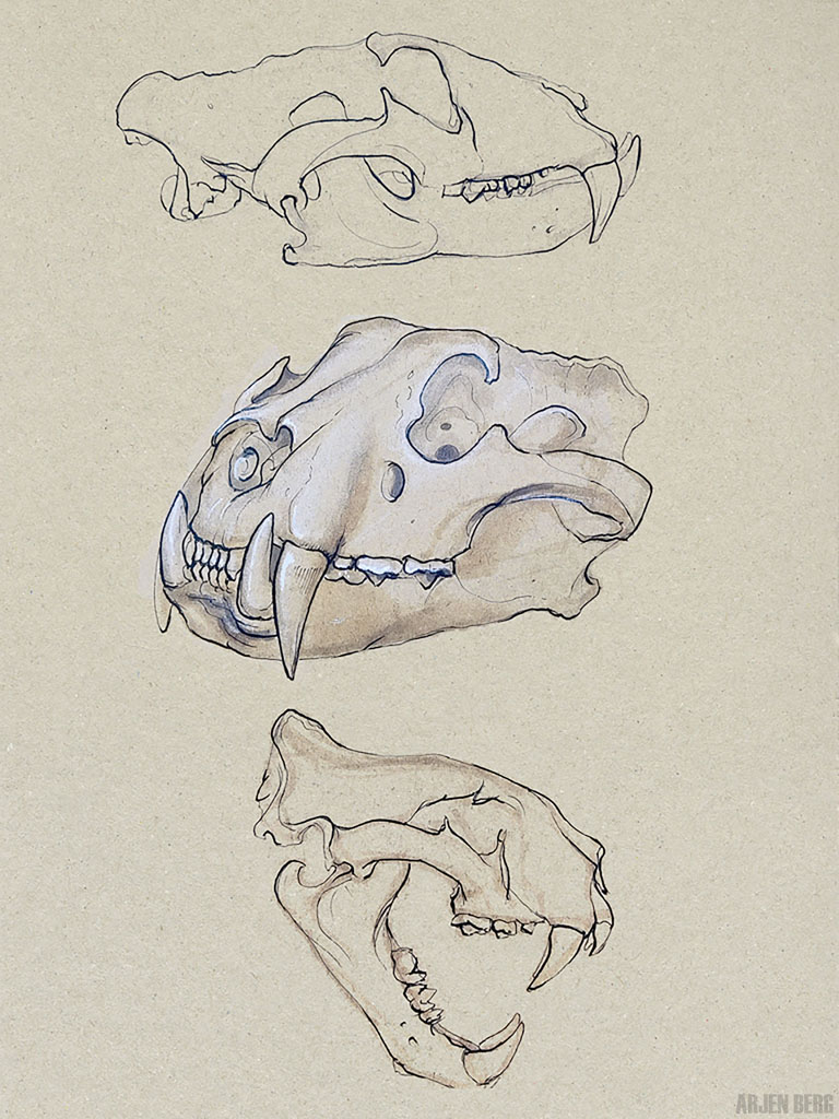 Tiger skull drawing in ink and chalk on toned paper