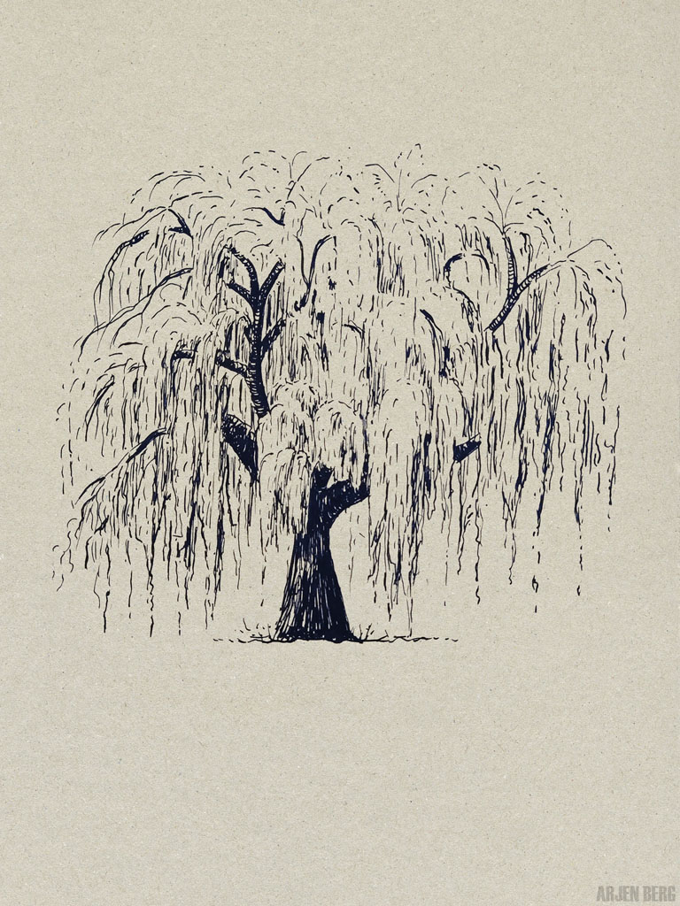 Weeping willow drawing study