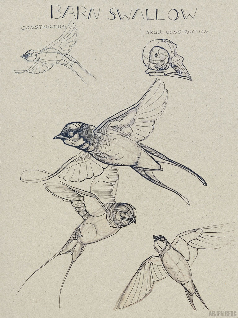 Barn swallow drawing in ink on toned paper