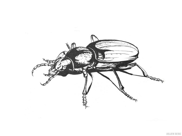 Beetle drawing in ink study