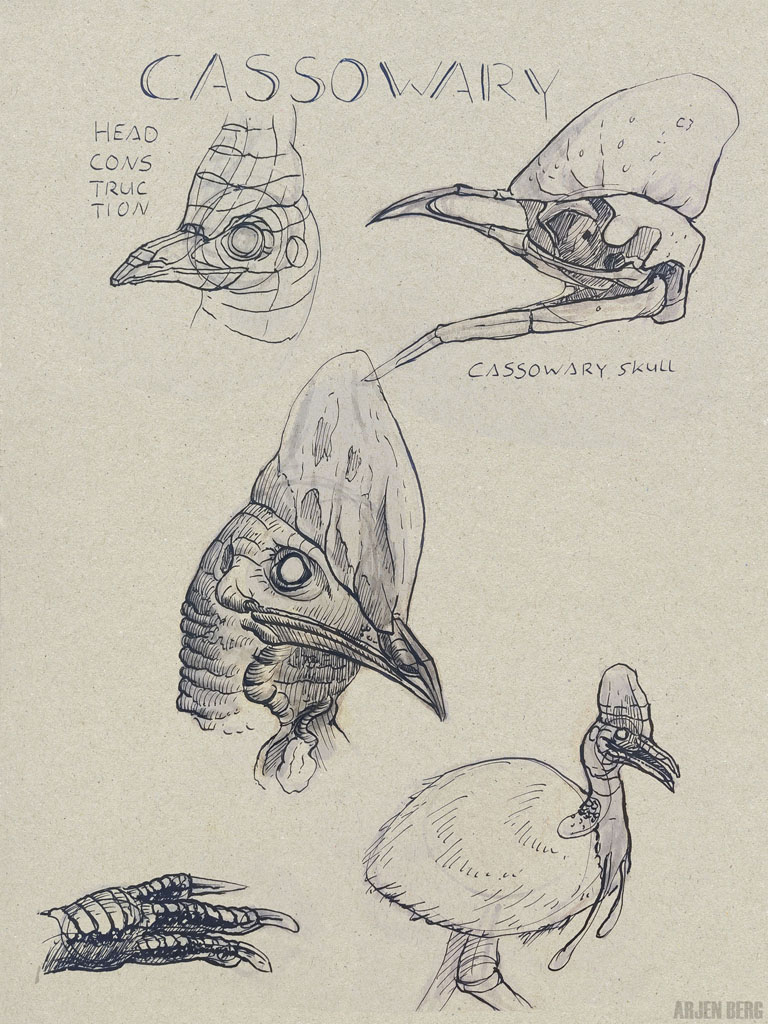 Cassowary head drawings in ink on toned paper