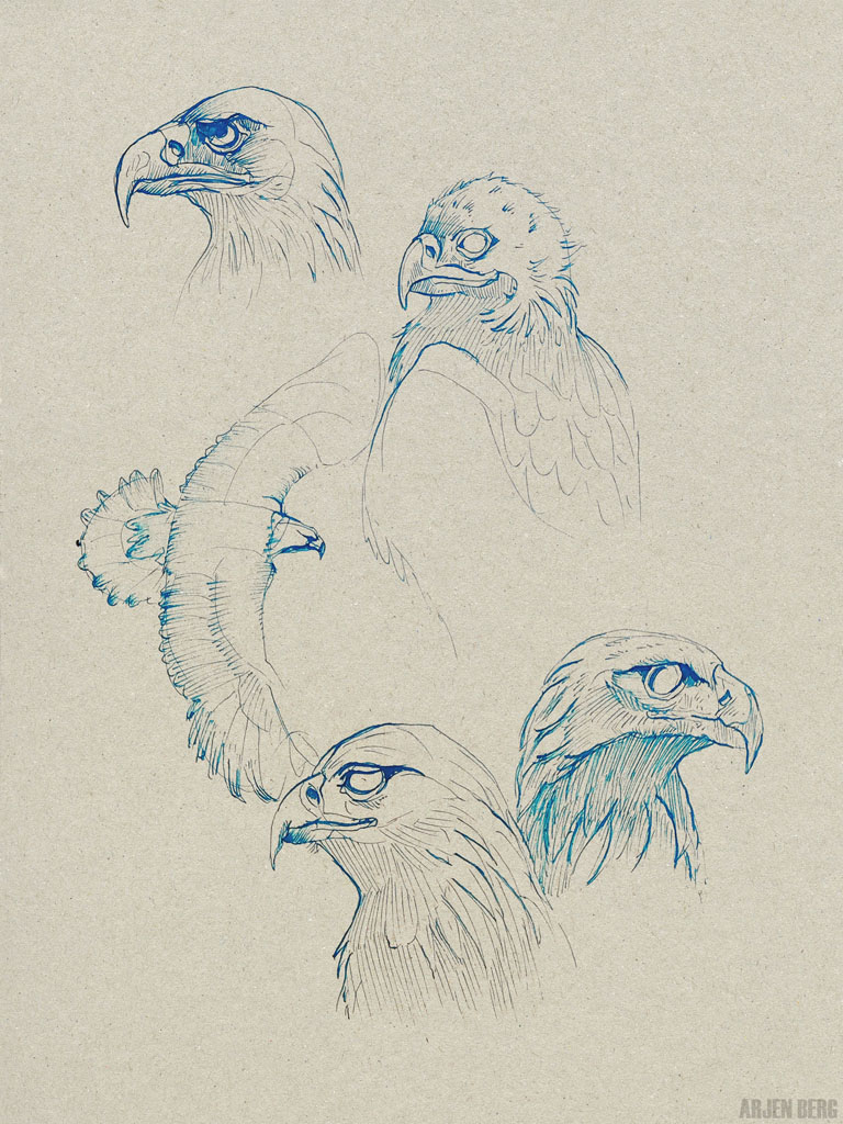 Eagles head drawing in blue ink on toned paper.