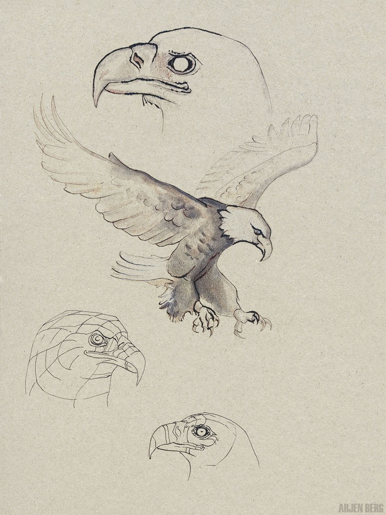 Eagles head drawing in ink on toned paper.