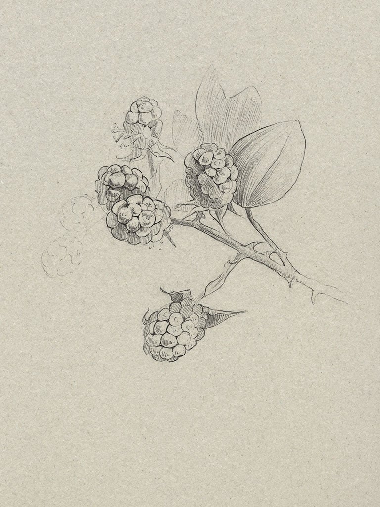 Berries study made with a Bic Ultra fine ballpoint pen on toned paper