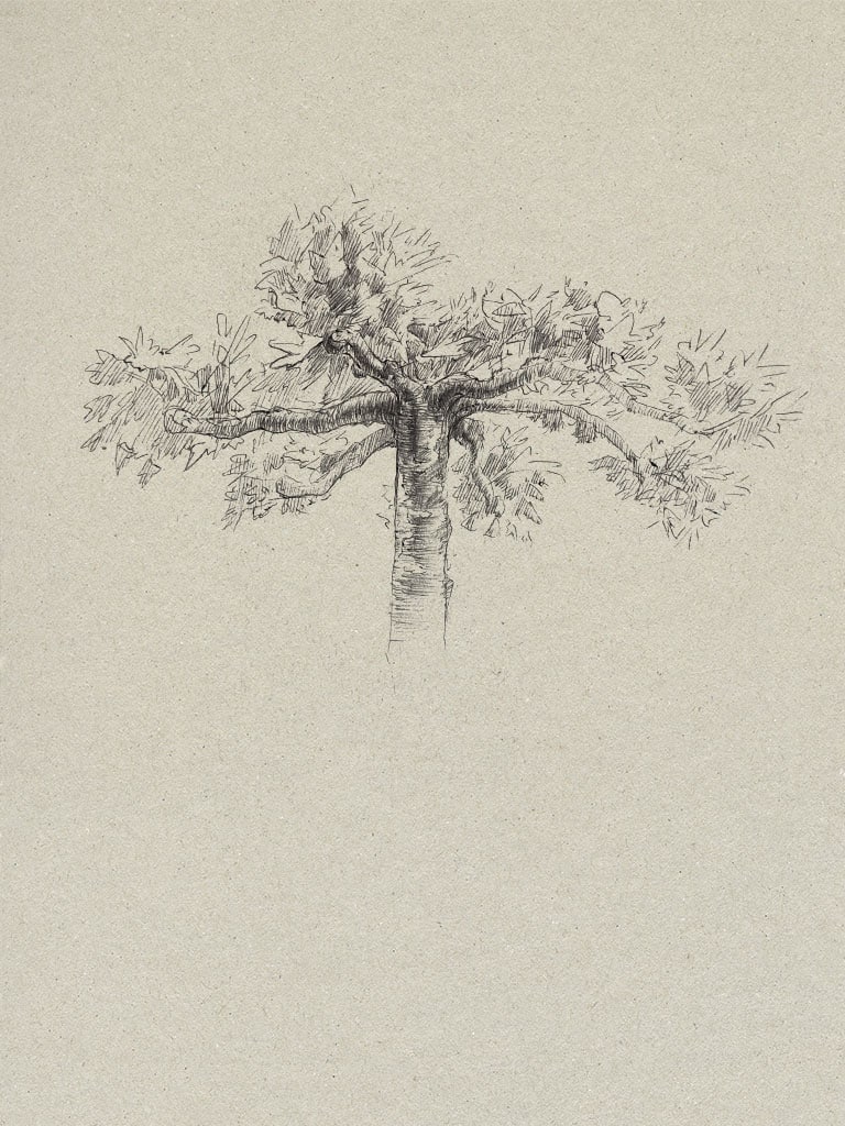 Tree drawing study from life made with a Bic Ultra fine ballpoint pen on toned paper