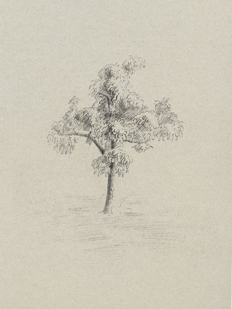 Pear tree study drawn from life on toned paper